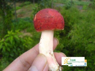 福建红菇多少钱一斤,第2图