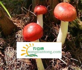 四川翠屏区第一批红菇将实现收益90万元,第1图