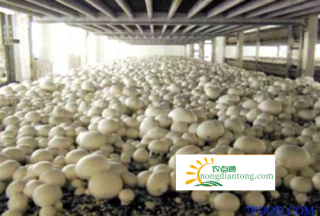 口蘑的人工栽培技术,第2图