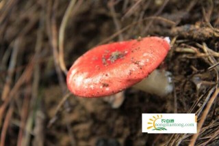 野山红蘑菇怎么做吃好,第3图
