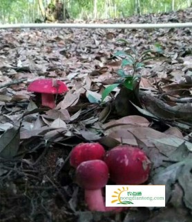 野生红菇助增收福建莆田大洋乡保护生态见成效,第1图