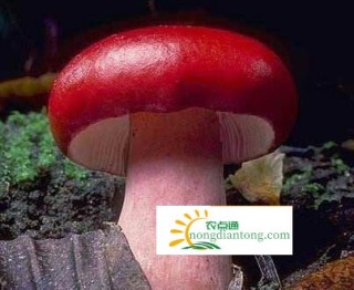 红菇的种类有哪些？怎样辨别红菇？,第1图