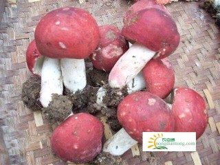 野生的红菇一般几月份有？每年的8-9月份,第1图