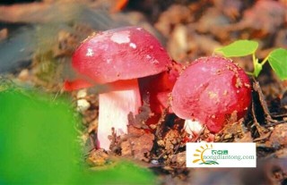 野山红蘑菇怎么做吃好,第2图