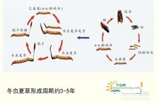 虫草是虫还是草？虫草到底是怎样形成的？,第3图