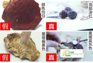 红菇和假红菇的对比图，如何辨别真假红菇,第2图