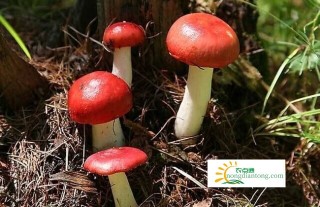 大红菇与毒红菇有哪些区别？,第3图