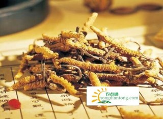 每天什么时候吃冬虫夏草最好？,第1图