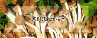 茶树菇栽培技术