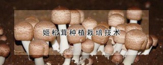 姬松茸种植栽培技术