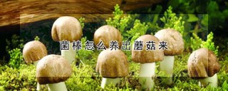 菌棒怎么养出蘑菇来,第1图