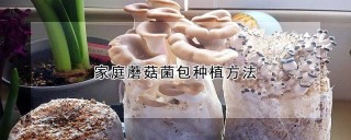 家庭蘑菇菌包种植方法