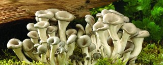怎么辨别野蘑菇是否有毒,第1图