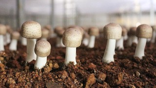 蘑菇菌包怎么种植,第1图