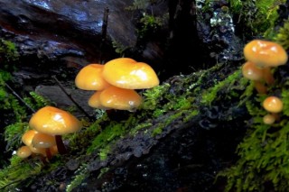 怎么辨别野蘑菇是否有毒,第2图