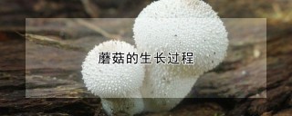 蘑菇的生长过程,第1图