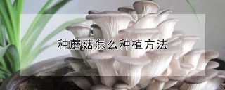 种蘑菇怎么种植方法,第1图