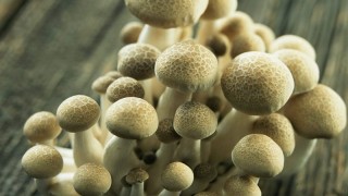 蘑菇怎么种植方法,第1图