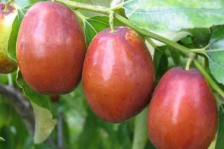 蜜枣树的栽培方法,第3图