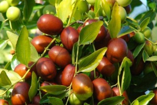 蜜枣树的栽培方法,第2图