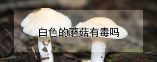 白色的蘑菇有毒吗