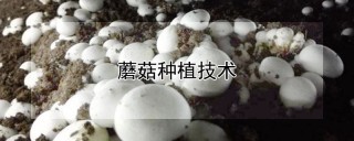 蘑菇种植技术,第1图