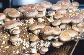 香菇怎么种植方法