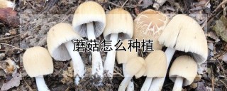 蘑菇怎么种植,第1图