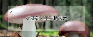 红蘑菇人工种植技术,第1图