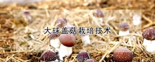 大球盖菇栽培技术,第1图