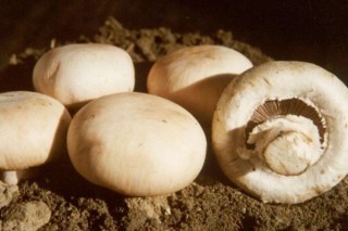 蘑菇栽培技术,第2图