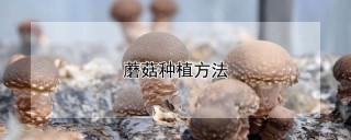 蘑菇种植方法