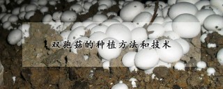 双孢菇的种植方法和技术,第1图