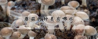 蘑菇的种类有哪些,第1图