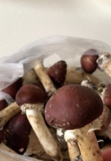  排骨炖蘑菇 第1步